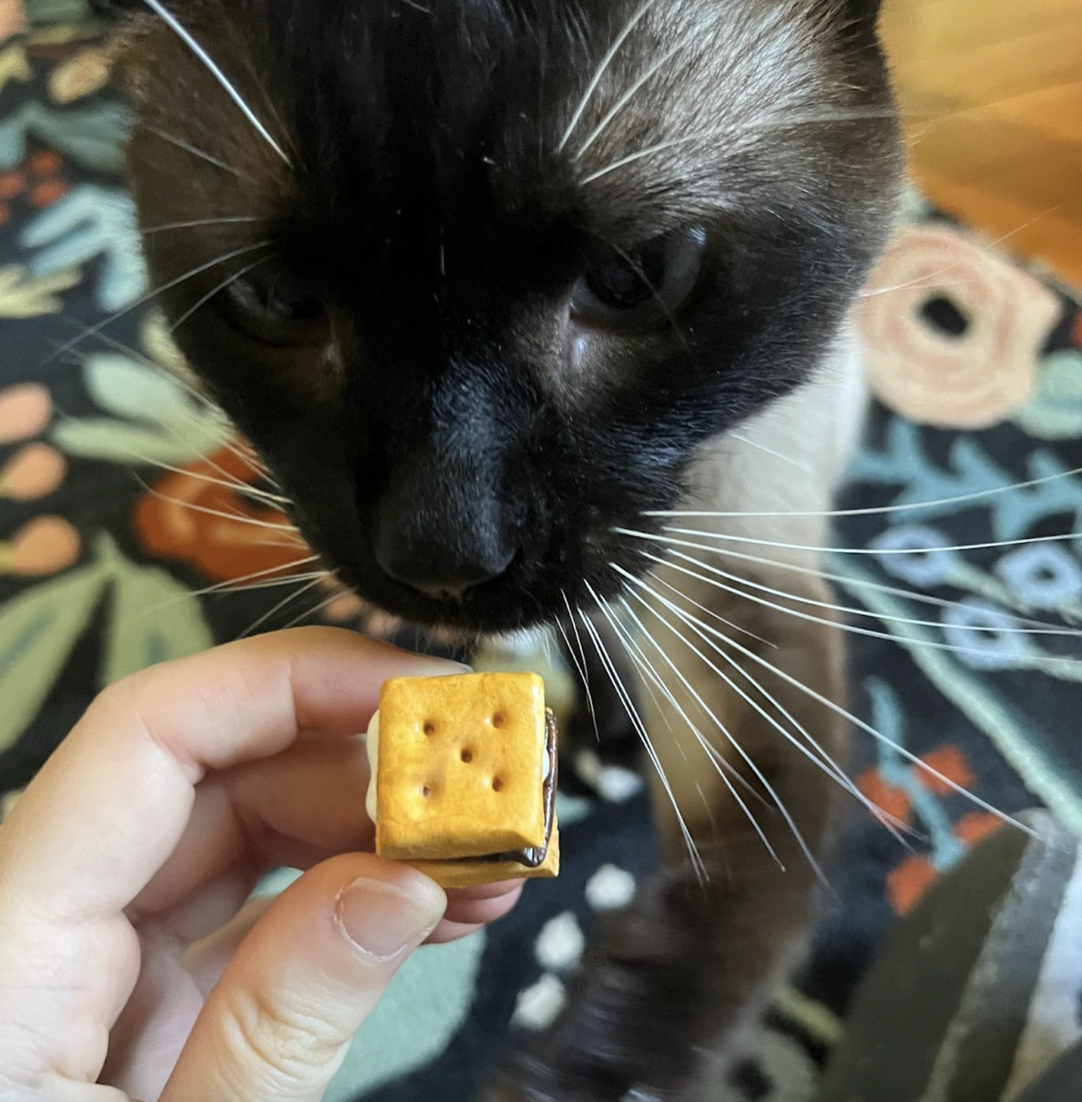 Picture of a black cat next to a hand holding a mini clay s'more