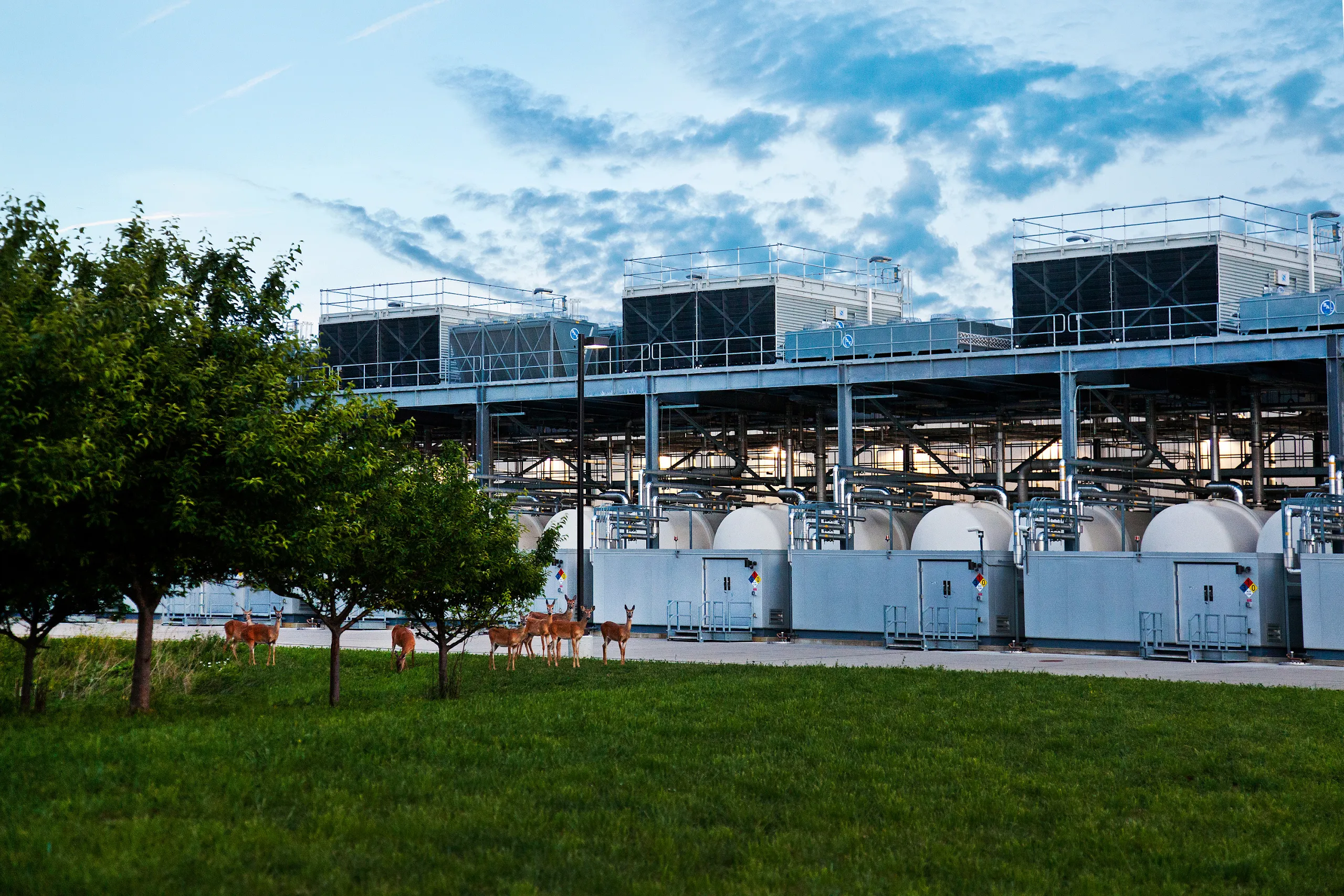 A pack of deer in a field of grass outside a data center in Council Bluffs, Iowa