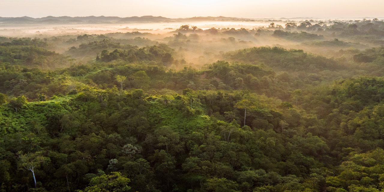 Image aérienne d'une forêt verte et dense, et du brouillard qui s'installe à la cime des arbres
