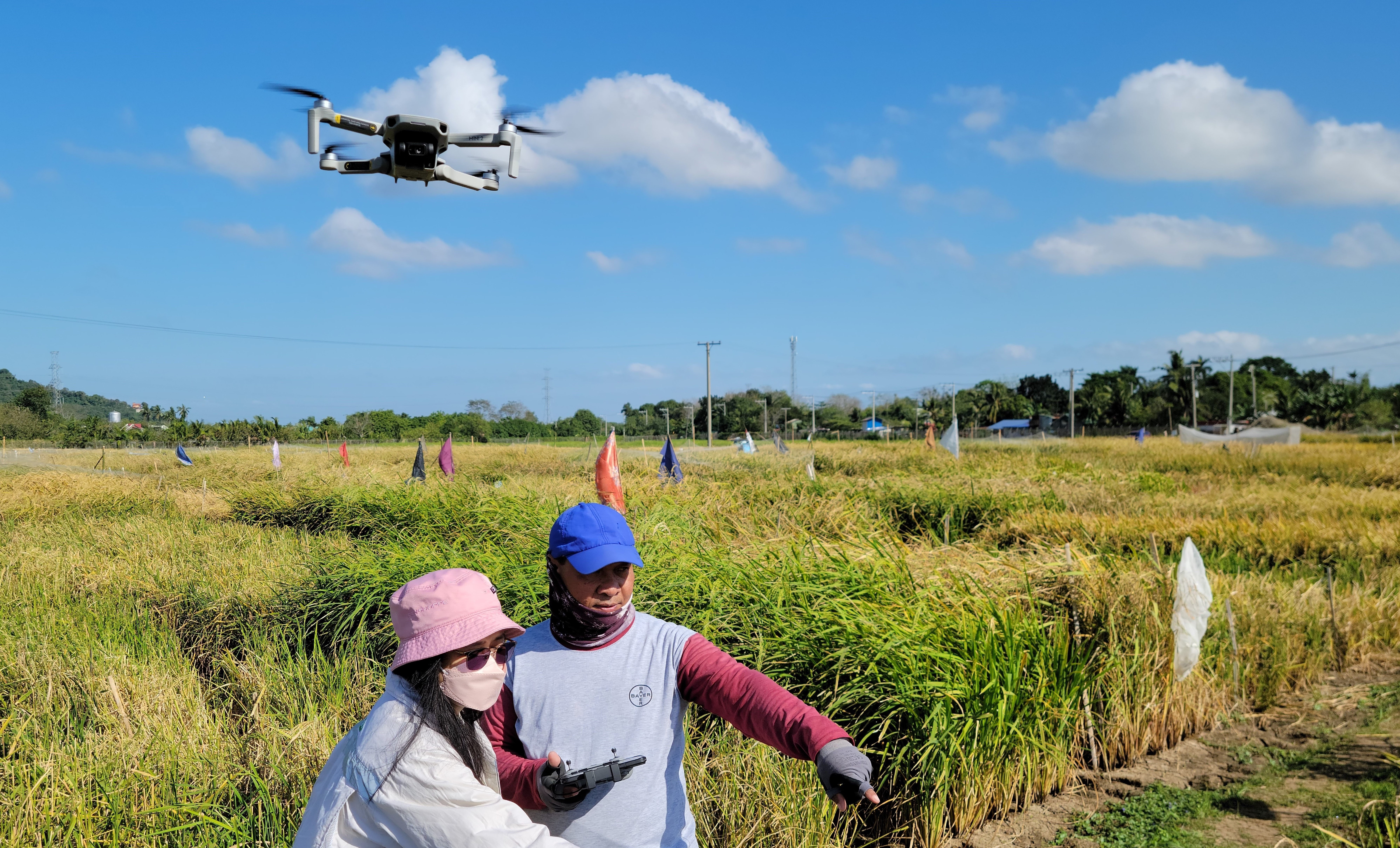 The first photo depicts two people observing conditions in a rice field while a drone captures photos above them