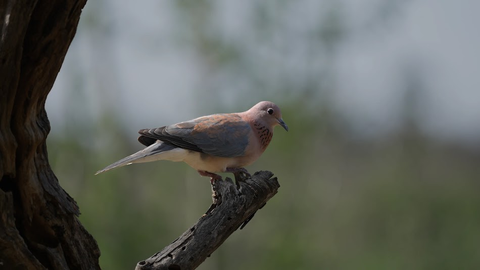 Photo of dove on tree branch