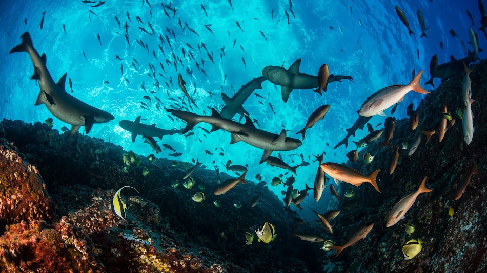 Sharks, fish, and other reef sea animals are seen from below, bright blue sky above.