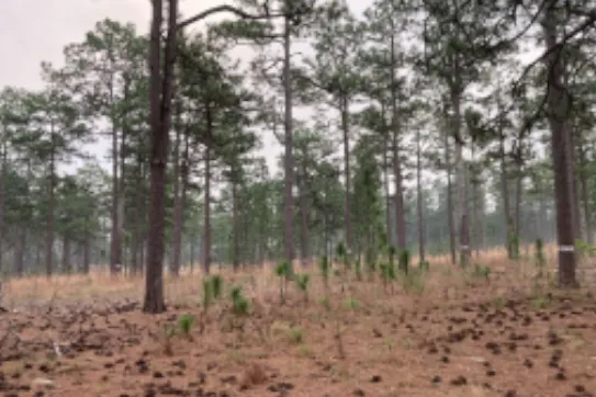 Longleaf pines